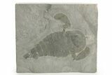 Bargain, Eurypterus (Sea Scorpion) Fossil - New York #369338-1